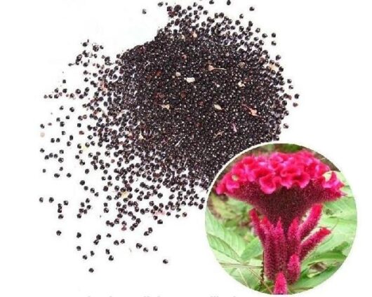 Celosia-Cristata flower seed growing