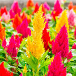 Celosia plumosa flower plant seed (Pack of 30 Seeds)