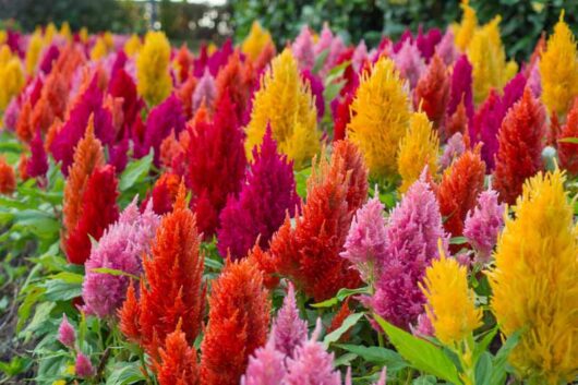 Celosia plumosa flower plant seed at bonsai plants nursery