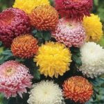 Chrysanthemum flower plant seed ( pack of 20 seeds )