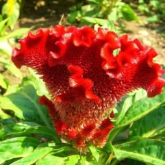 Cockscomb mix flower plant seeds at bonsai plants nursery