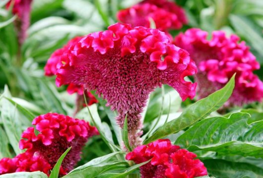 Cockscomb mix flower plant seeds at bonsai plants nursery