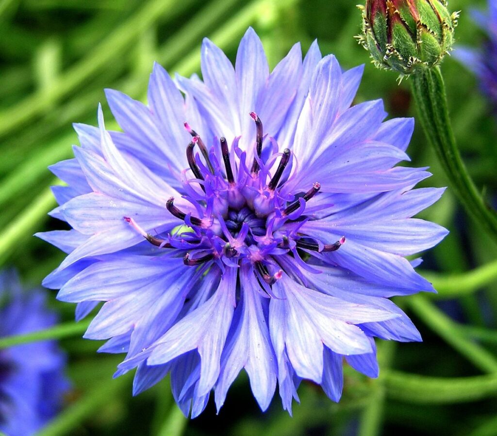 Corn Flower Plant Seed ( Pack Of 10 Seeds ) - Bonsai Plants Nursery