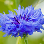 Corn flower plant seed ( pack of 10 seeds )