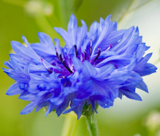 Buy Corn flower plant seed online