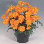 Cosmos sunny flower plant seed (Pack of 10 Seeds)