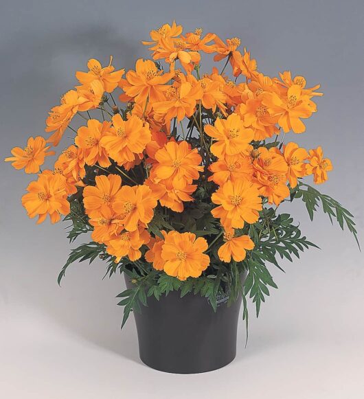 coreopsis flower plant for pot