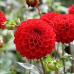 Dahlia pompon scarlet red flower plant seed (Pack of 10 Seeds)