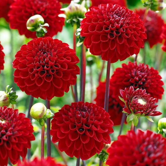 Dahlia pompon scarlet red flower seed for indoor gardening