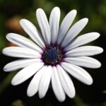 Dimorphotheca flower plant seed (Pack of 5 Seeds)