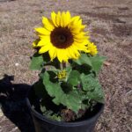 Dwarf Sunflower plant seed ( pack of 20 seeds )