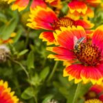 Gaillardia flower plant seed (pack of 30 seeds)
