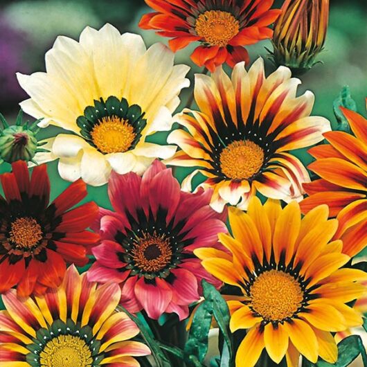 Gazania Shunshine flower plant for pot