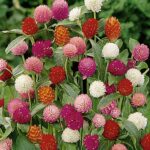 Gomphrena flower plant seed ( Pack of 40 Seeds )