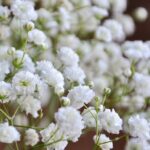 Gypsophila flower plant seed (Pack of 30 Seeds)