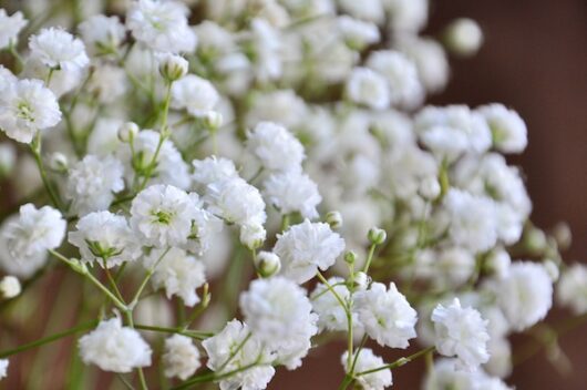 Gypsophila flower plant seed at reasonable price in India