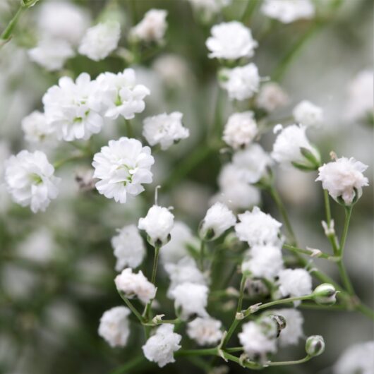 Gypsophila flower plant seed at reasonable price in India