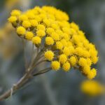 Helichrysum flower plant seed ( pack of 20 seeds )