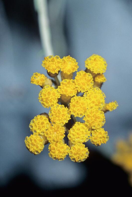 Helichrysum flower plant seed online in india