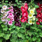 Hollylock flower plant seed (Pack of 10 Seeds)