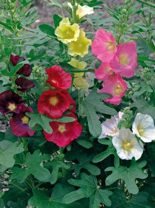 Hollylock flower plant seed for gardening