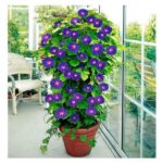 Ipomoea flower plant seed ( Pack of 5 Seeds )