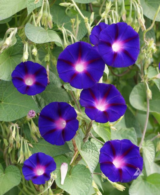 Ipomoea flower plant seed