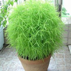 Kochia flower plant seed for home and garden