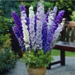 Larkspur flower plant seed (Pack of 30 Seeds)