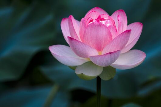 Light pink lotus flower plant seed at bonsai plants nursery