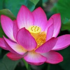 Light pink lotus flower piant seed for home and garden