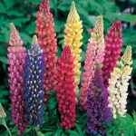Lupine flower plant seed (Pack of 5 Seeds)
