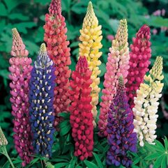 Lupines flower plant seed in India