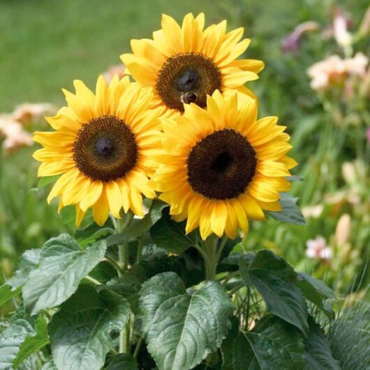 Miniature Sunflower plant for pot