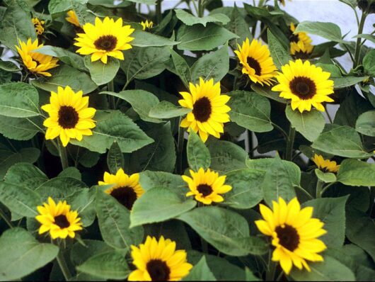 Miniature Sunflower plant seed