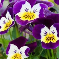 Pansy flower plant for home gardening