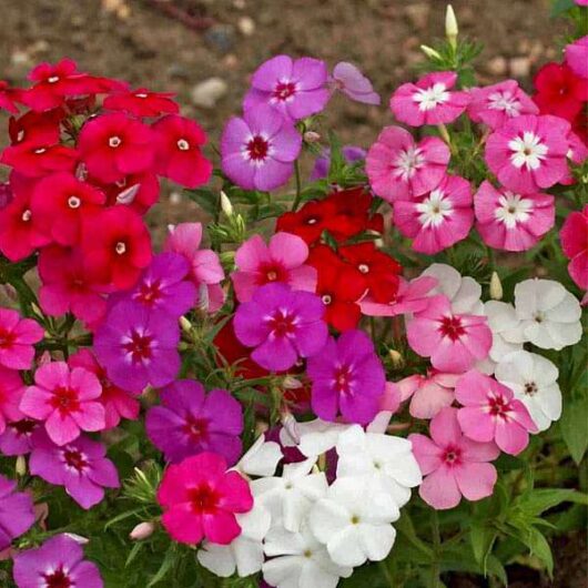 Phlox flower plant seed growing for garden