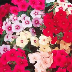 Phlox flower plant seed for home garden