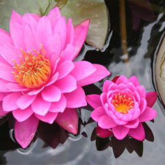 Pink lotus flower plant seed for home and garden