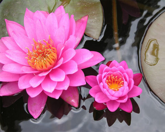 Pink lotus flower plant seed for home and garden