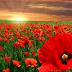Poppy Red flower plant seed ( Pack of 100 Seeds )