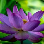 Purple lotus flower plant seed ( Pack of 8 Seeds )