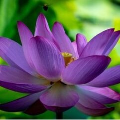 buy lotus seeds online