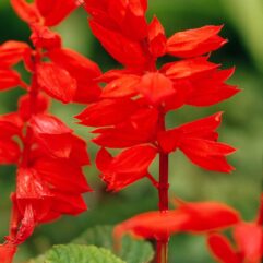 Salvia_flower_plant seed for home and garden