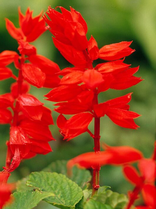 Salvia_flower_plant seed for home and garden