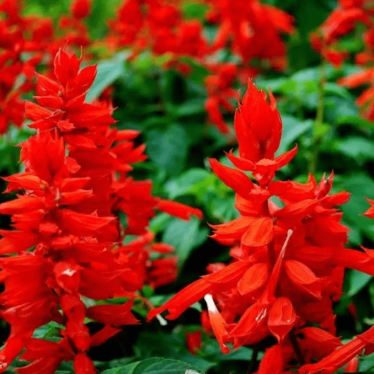 Salvia flower plant seed at bonsai plants nursery