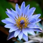 Sky Blue lotus flower plant seed ( Pack of 8 Seeds )