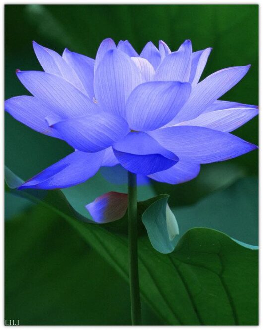sky blue lotus plant for home and garden