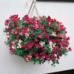 Sweet Peas flower plant seed ( Pack of 5 Seeds )