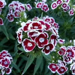 Sweet Willian flower plant seed for home and garden